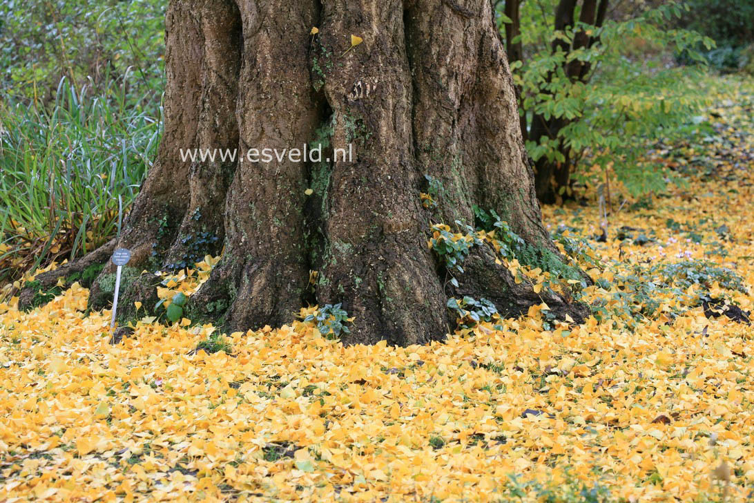 Ginkgo biloba