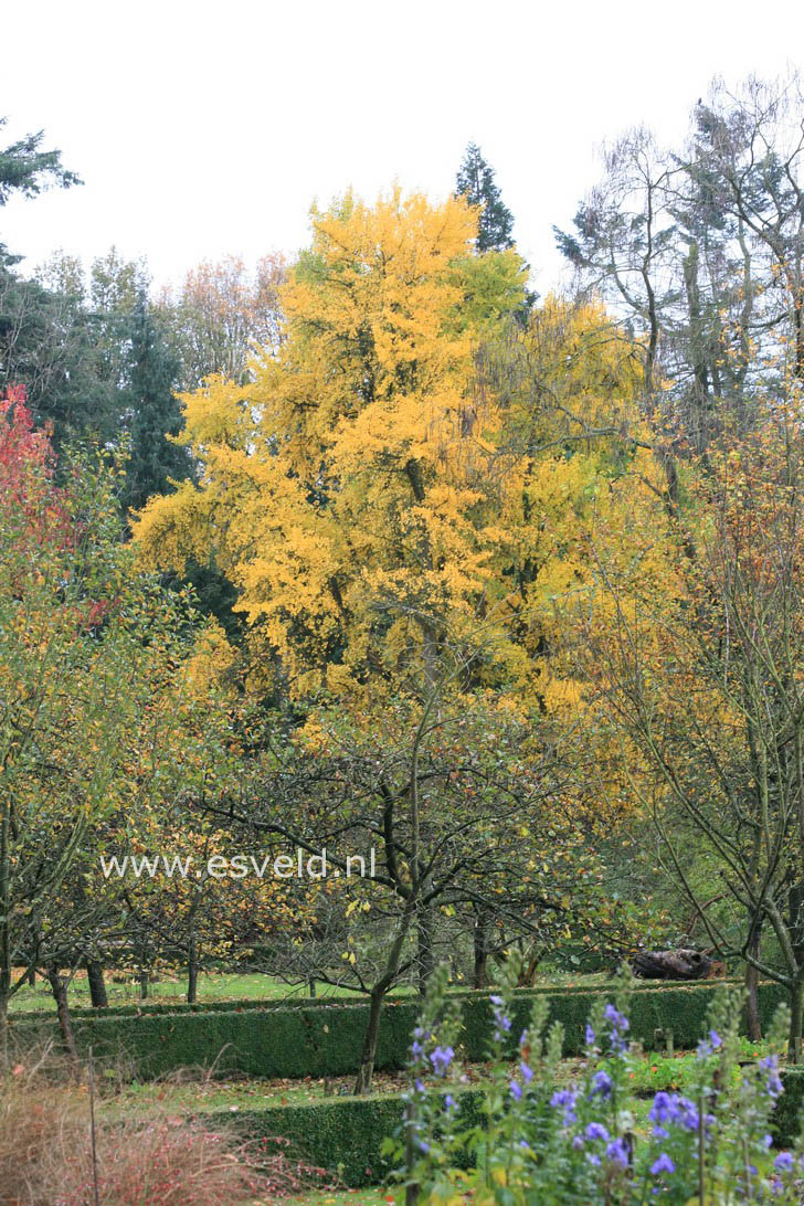 Ginkgo biloba