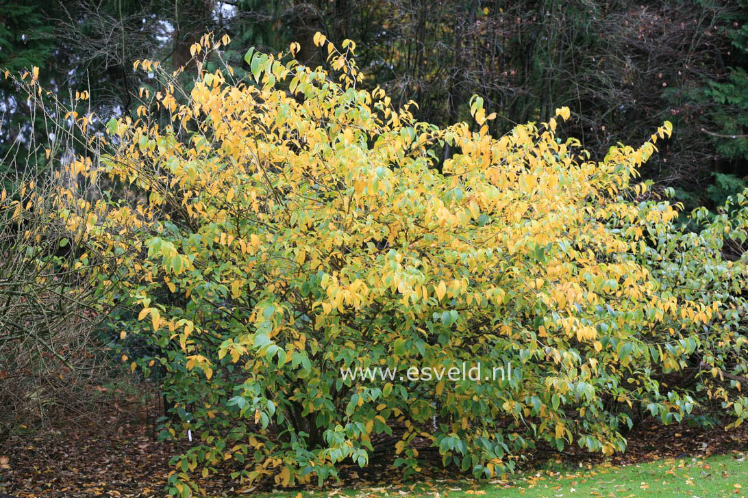 Corylopsis spicata