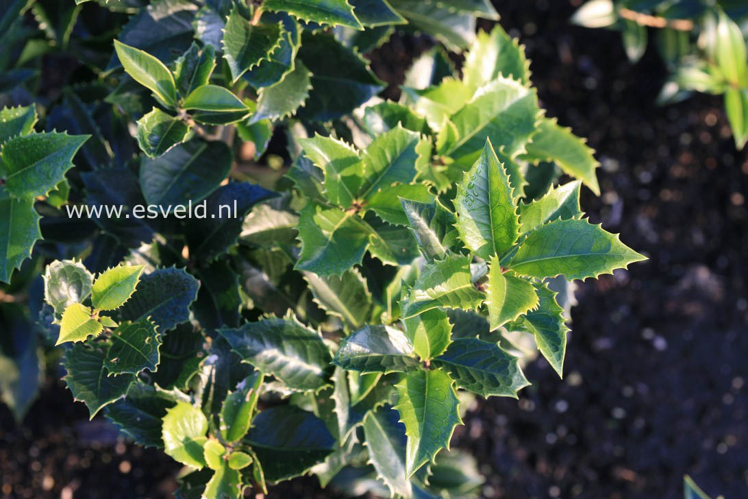 Osmanthus fortunei 'Yokoi'