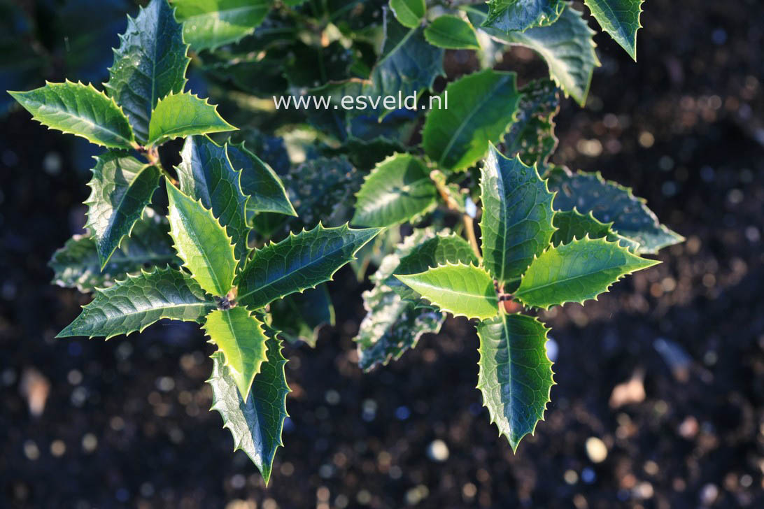 Osmanthus fortunei 'Yokoi'