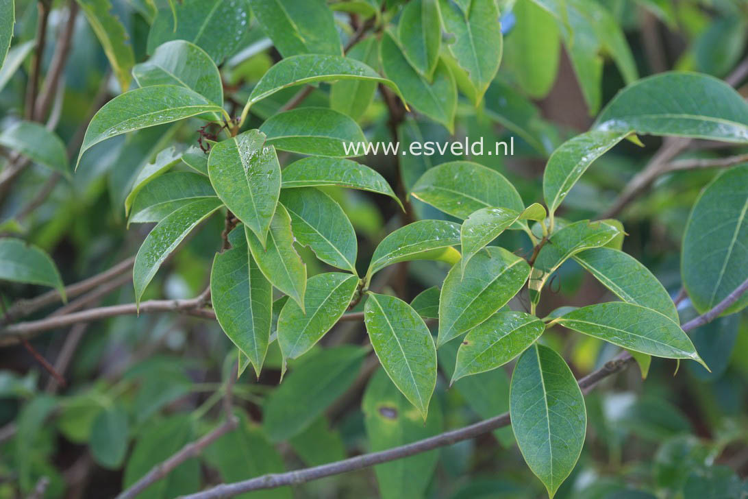 Osmanthus omeiensis