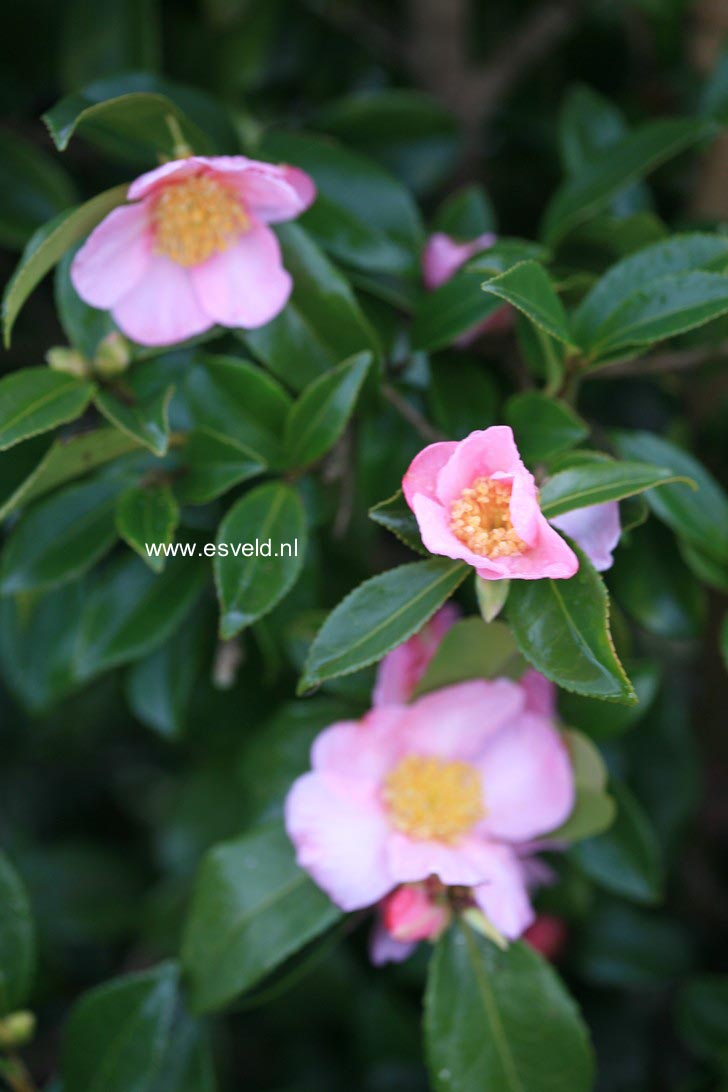 Camellia sasanqua 'Winter's Star'