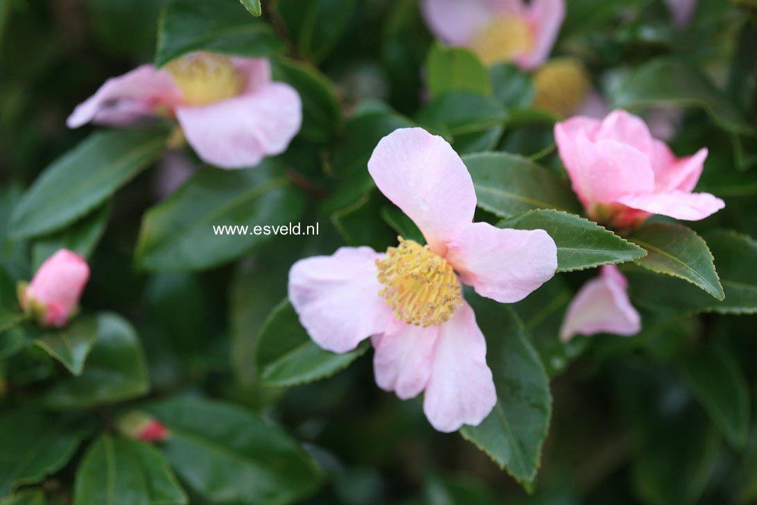 Camellia sasanqua 'Winter's Star'