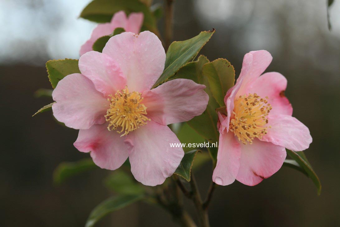 Camellia sasanqua 'Winter's Star'