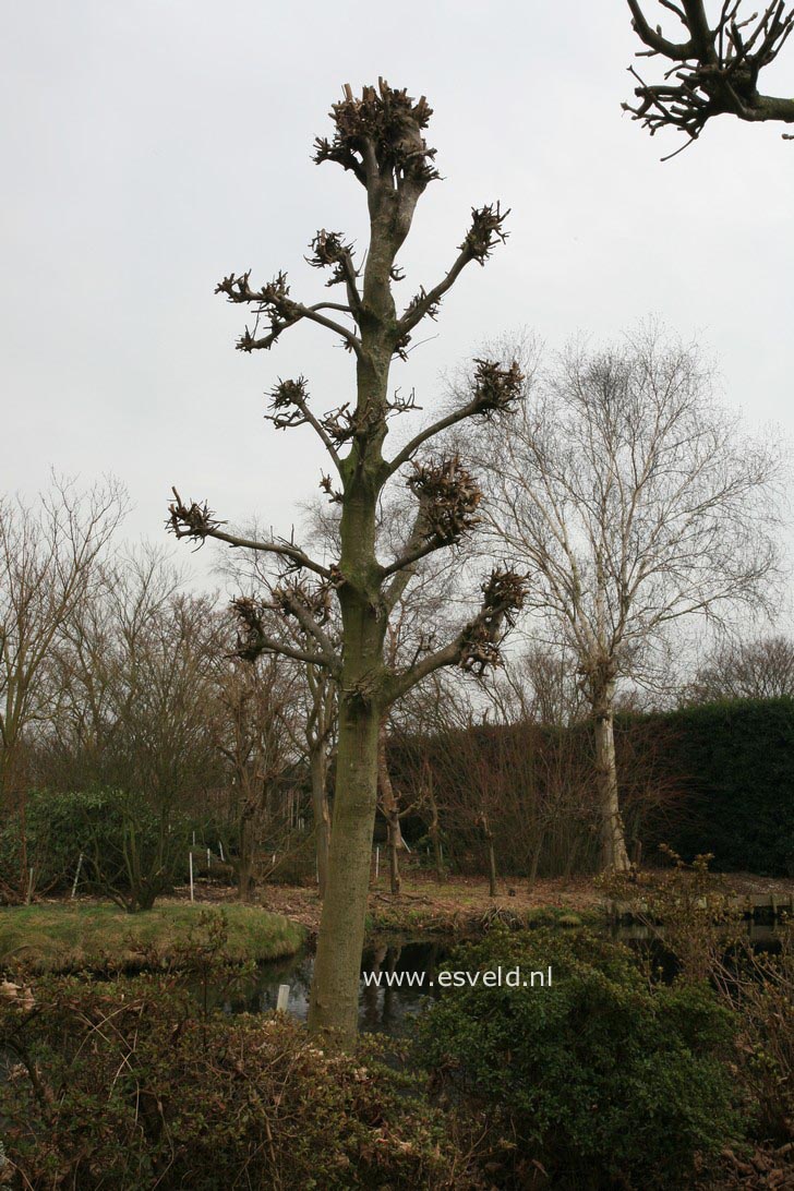 Acer platanoides