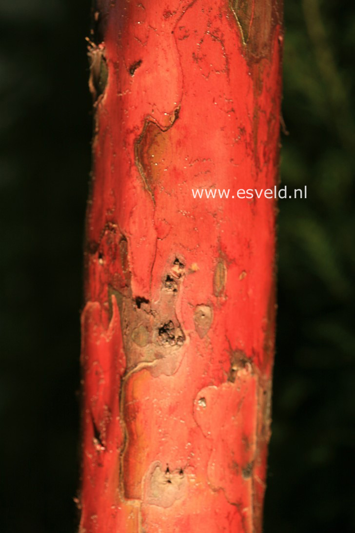 Taxus baccata