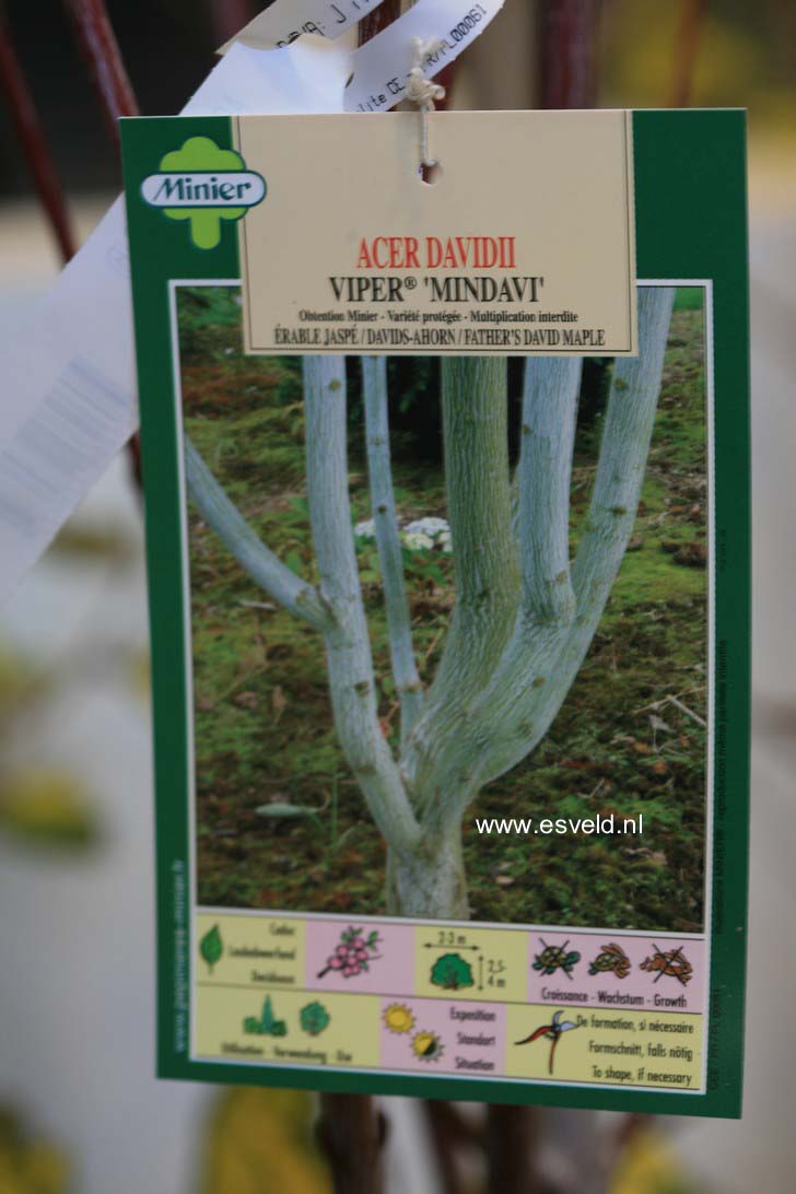 Acer davidii 'Mindavi' (VIPER)