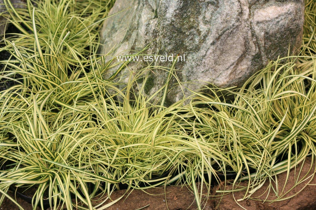 Carex oshimensis 'Evergold'