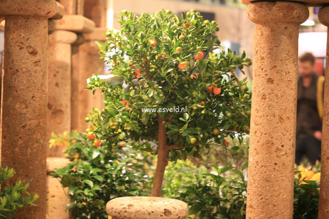 Citrus mitis
