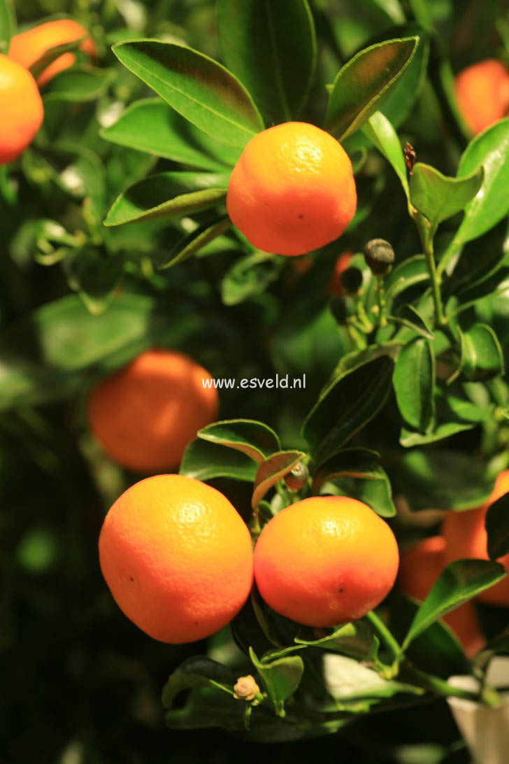Citrus mitis