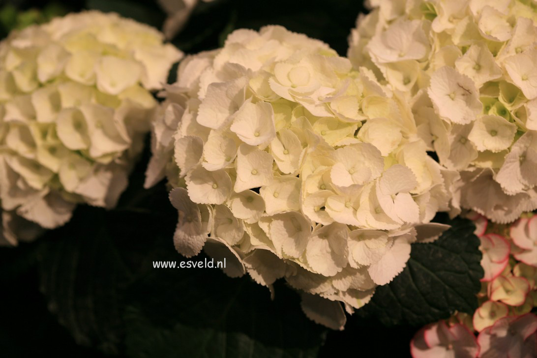 Hydrangea macrophylla 'Clarissa'