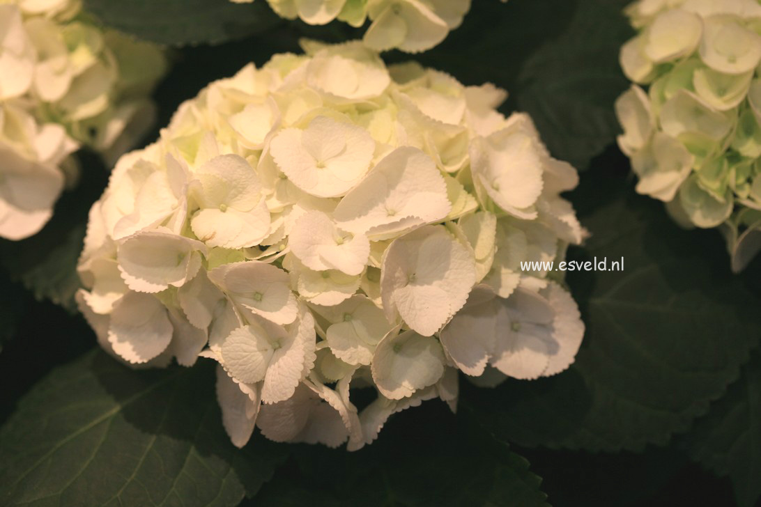 Hydrangea macrophylla 'Clarissa'