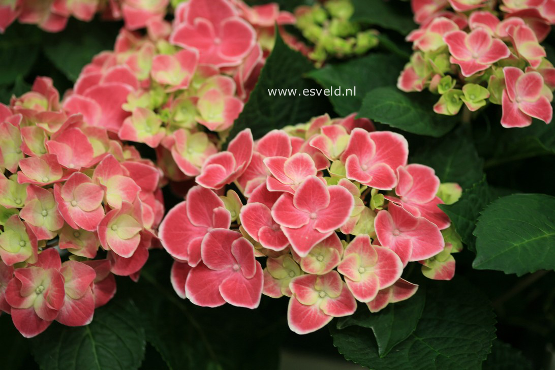 Hydrangea macrophylla 'Tivoli'