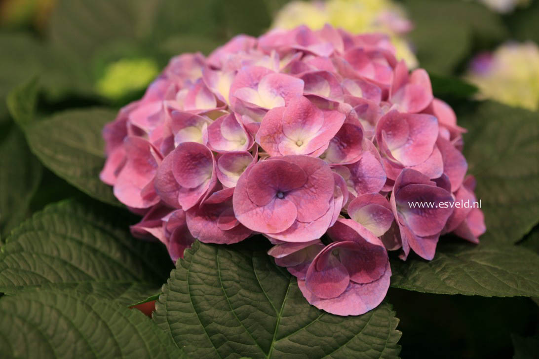 Hydrangea macrophylla 'Rathen' (SAXON)