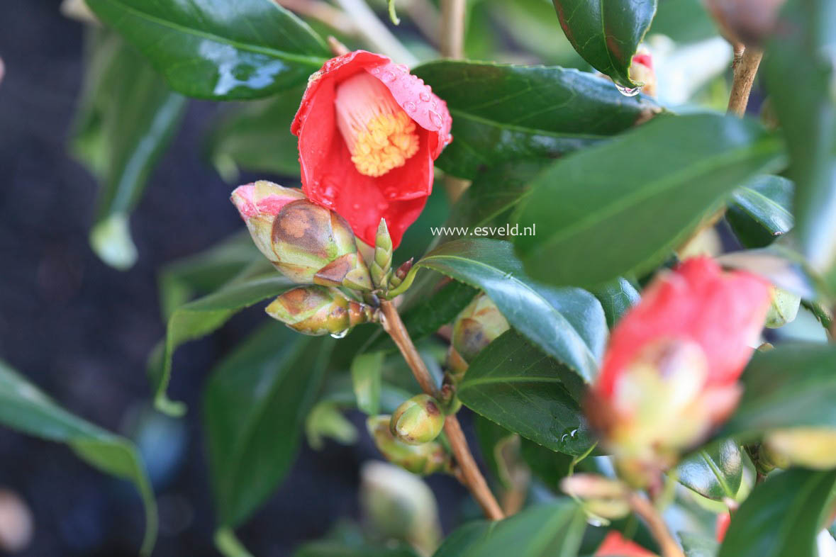 Camellia japonica 'Adeyaka'