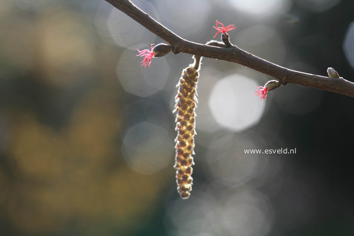 Corylus mandshurica