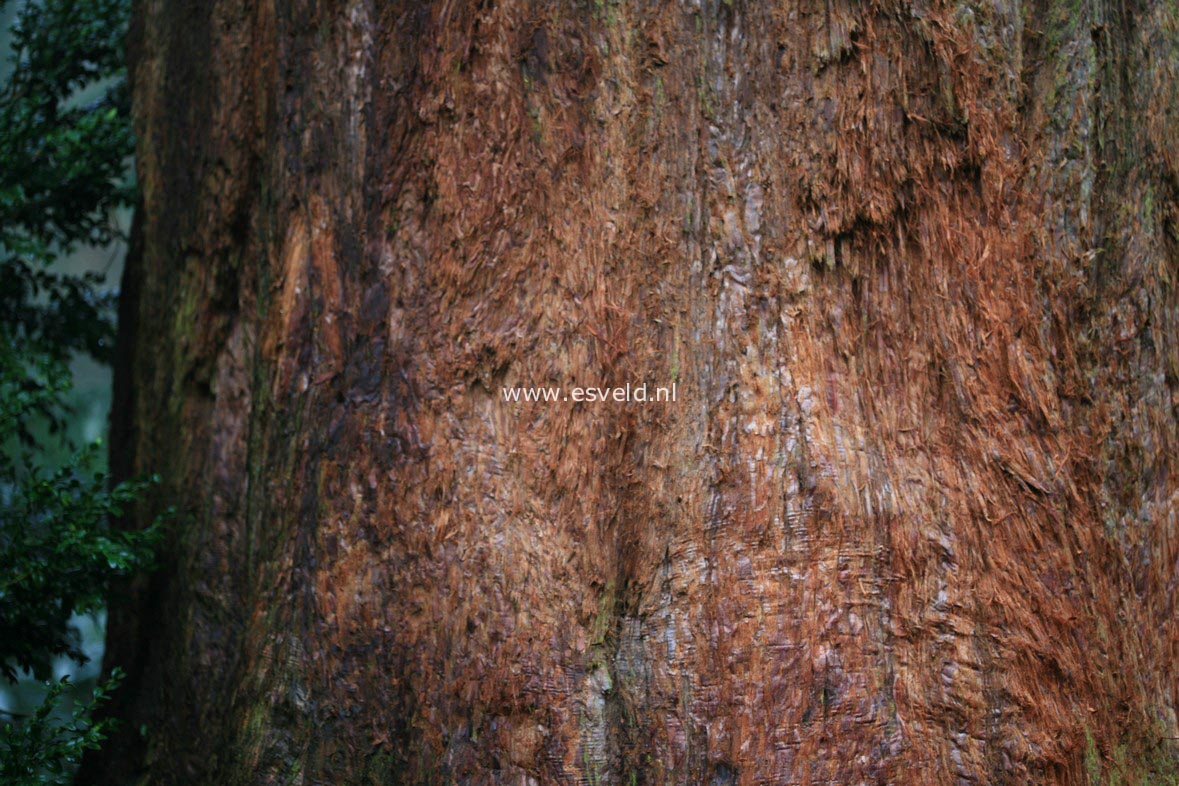 Sequoiadendron giganteum