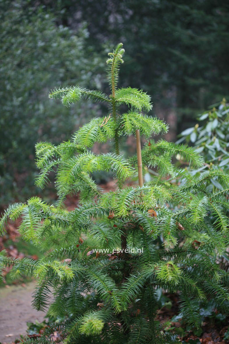 Cunninghamia lanceolata