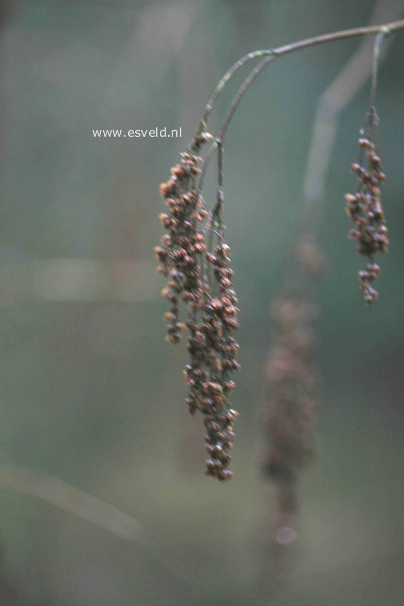 Holodiscus discolor