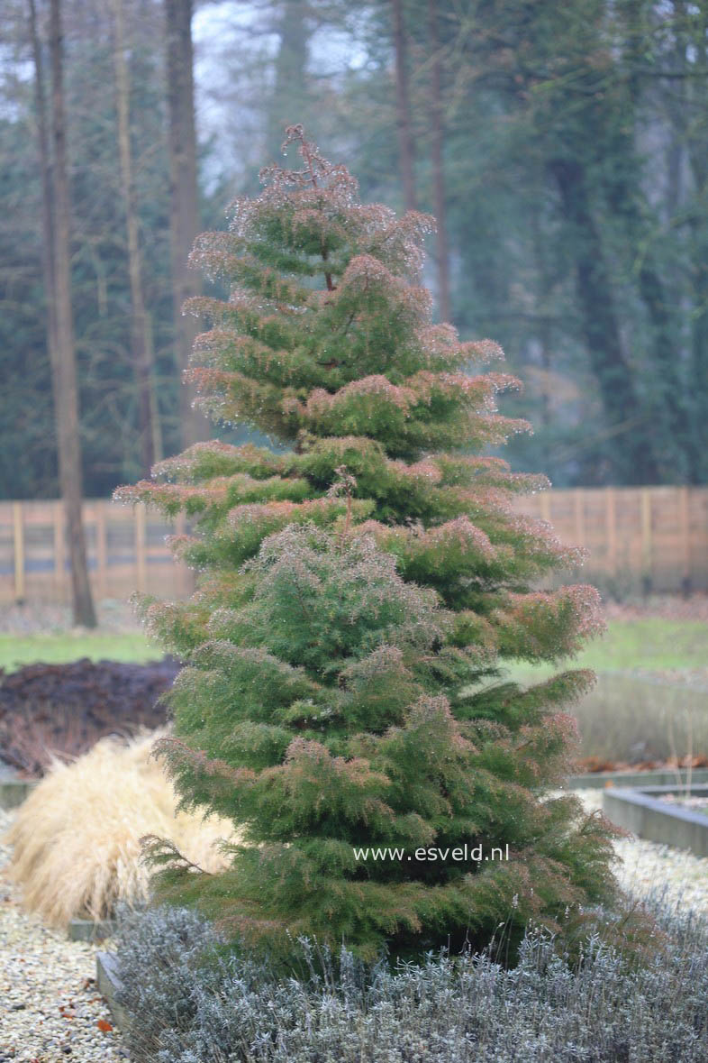 Cryptomeria japonica 'Elegans'