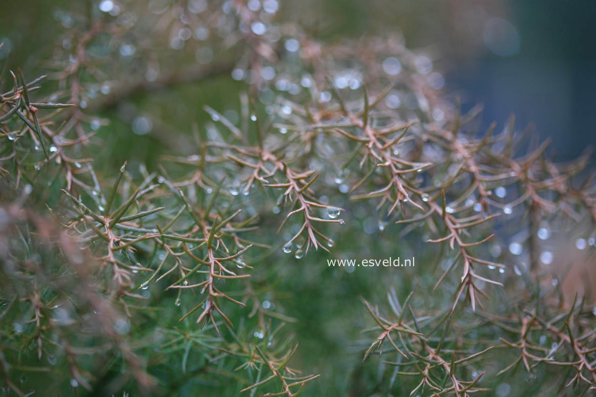 Cryptomeria japonica 'Elegans'