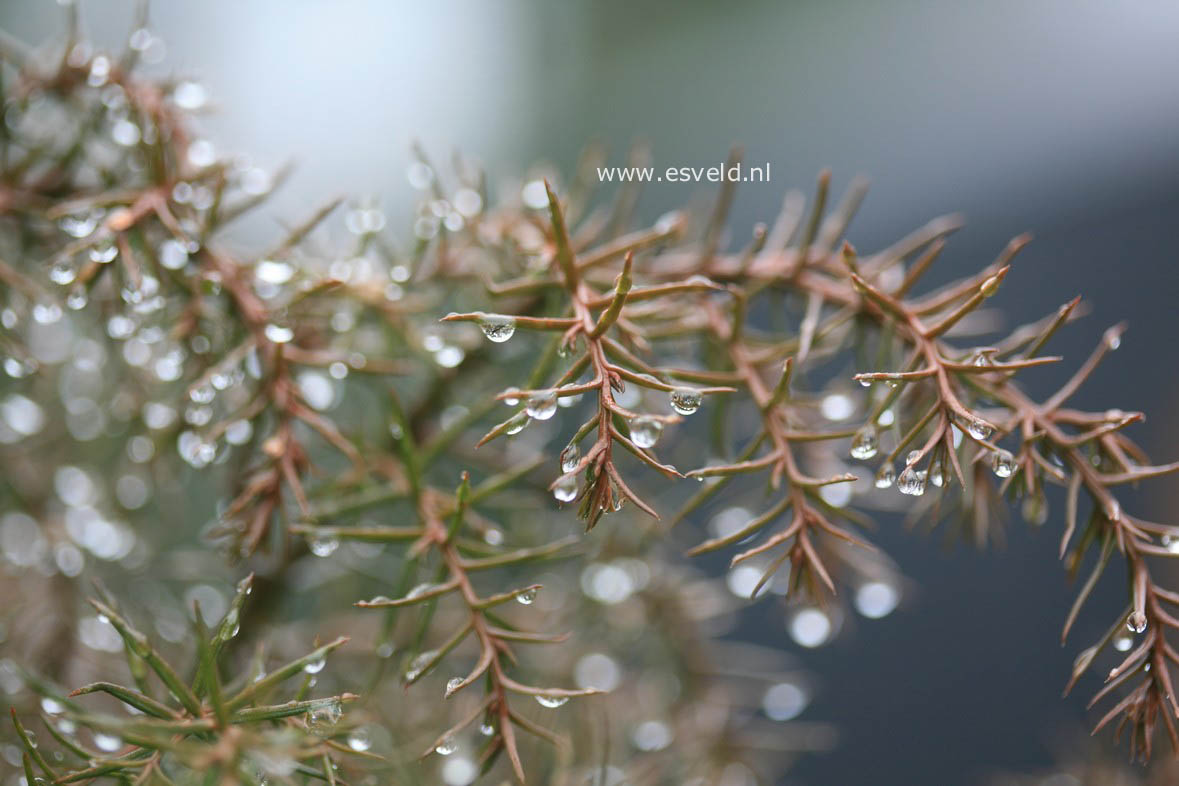 Cryptomeria japonica 'Elegans'