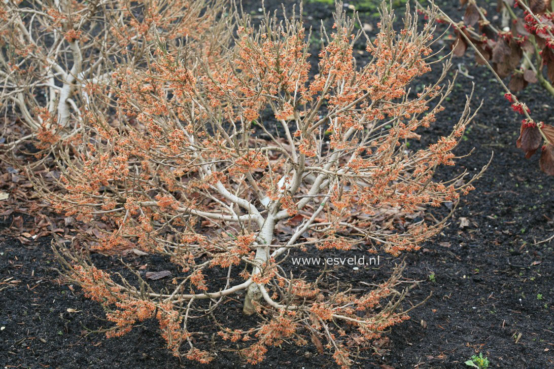 Hamamelis vernalis 'Quasimodo'