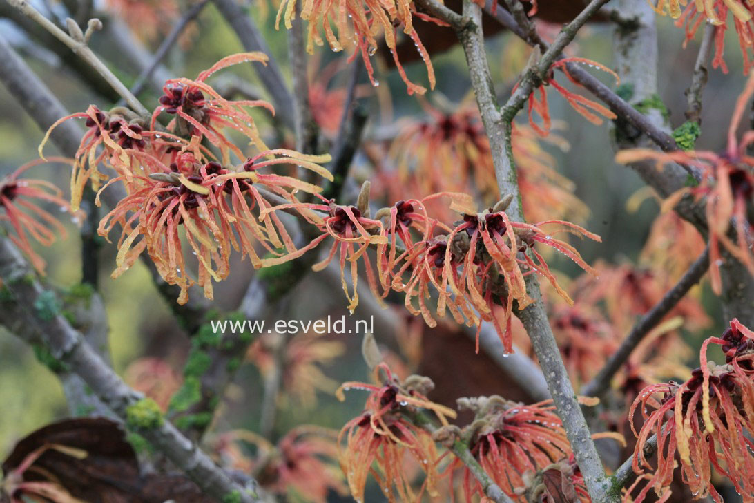 Hamamelis intermedia 'Aurora'