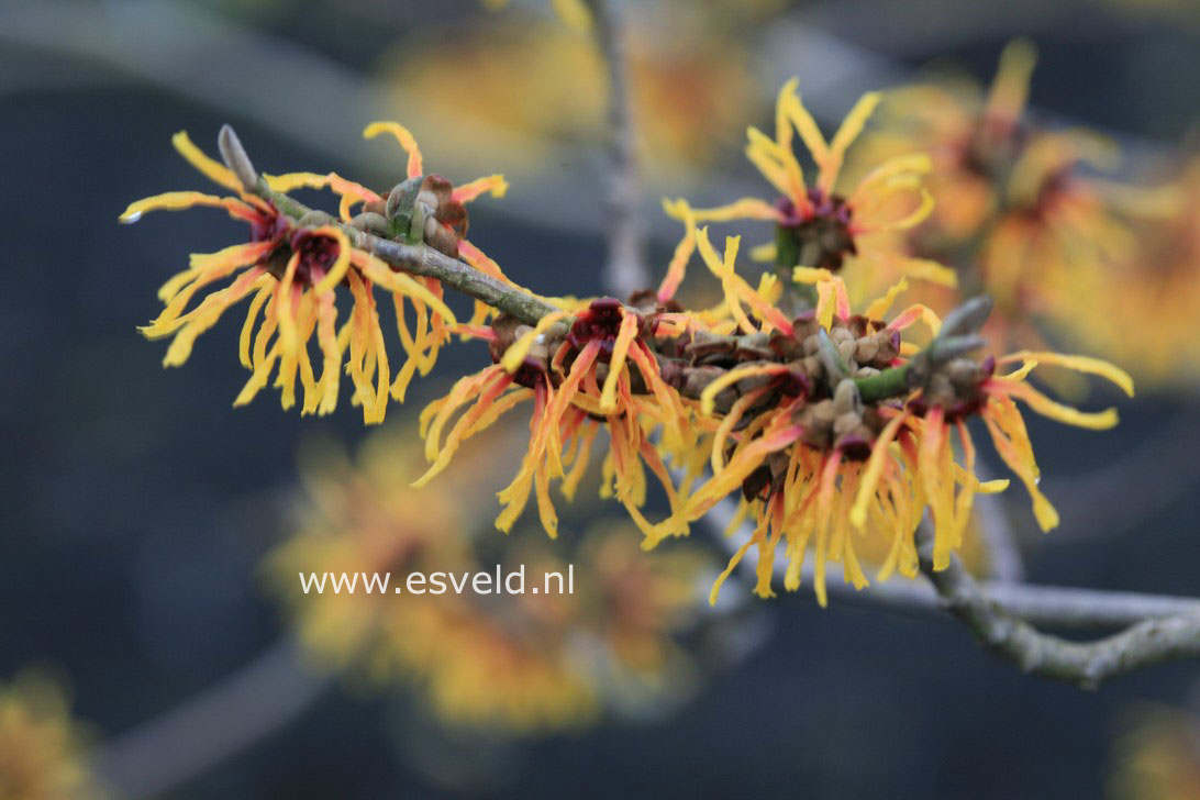 Hamamelis intermedia 'Orange Beauty'