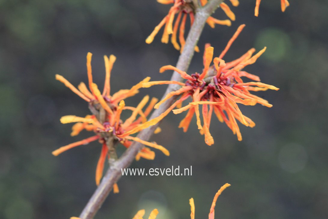 Hamamelis intermedia 'Aphrodite'