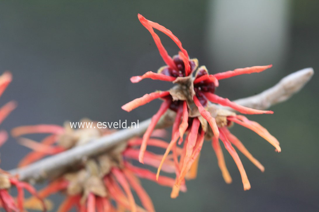 Hamamelis intermedia 'Twilight'