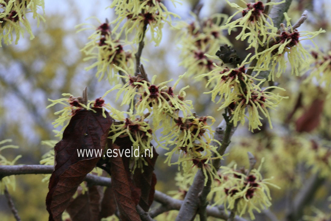 Hamamelis intermedia 'Moonlight'