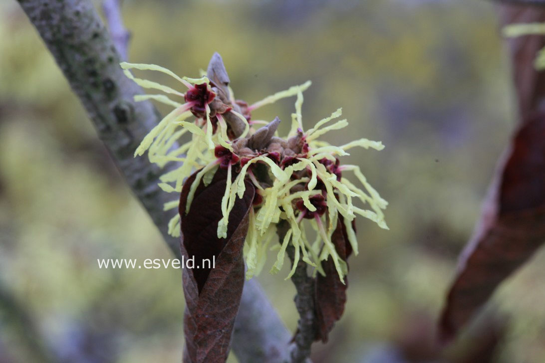 Hamamelis intermedia 'Moonlight'