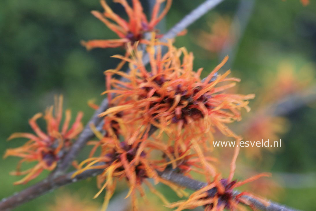 Hamamelis intermedia 'Aphrodite'