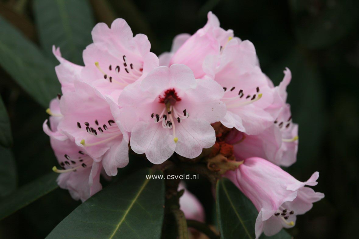 Rhododendron uvariifolium