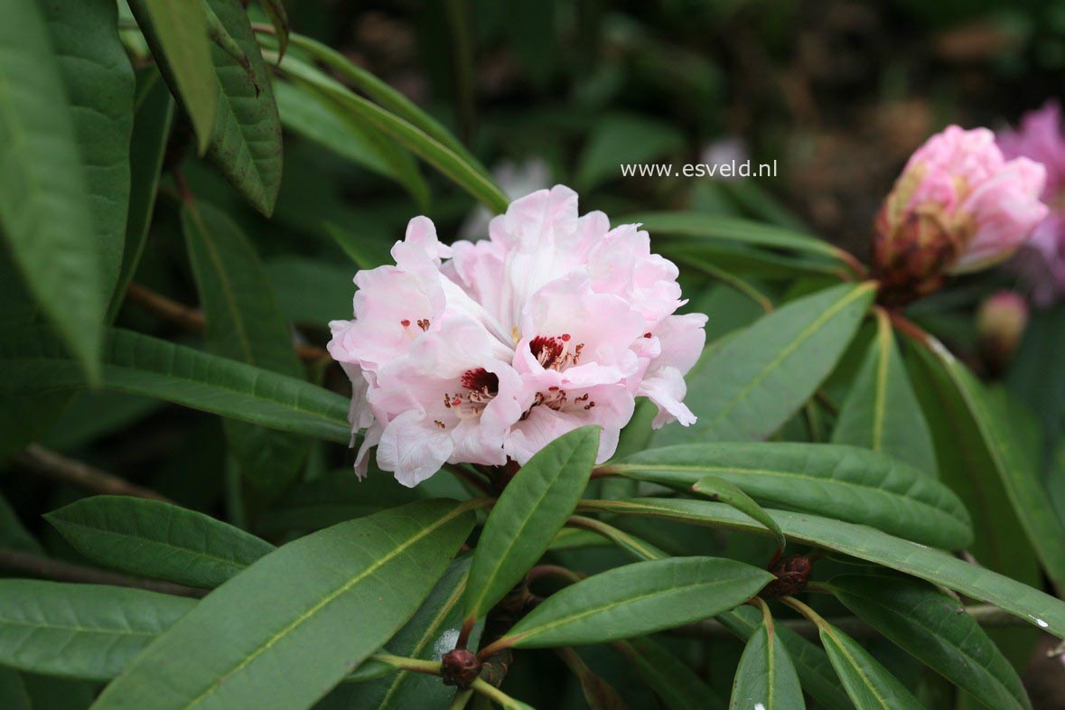 Rhododendron praevernum