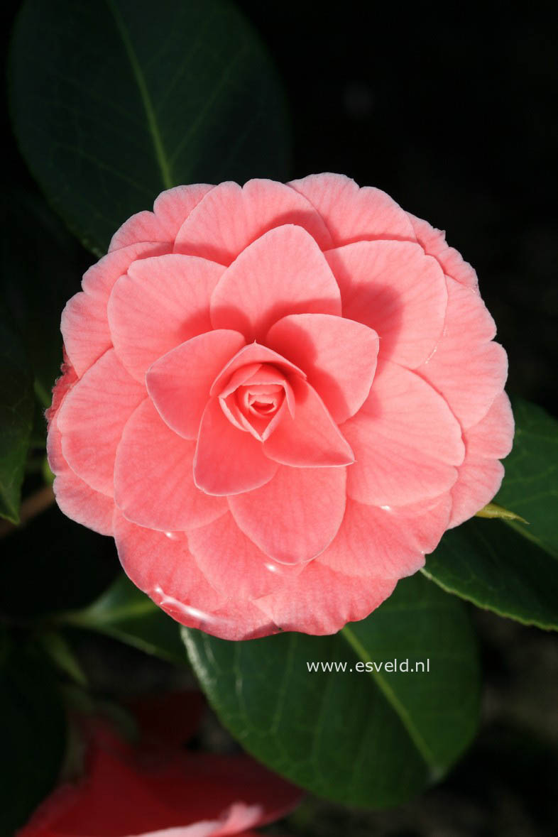 Camellia japonica 'Mrs. Tingley'