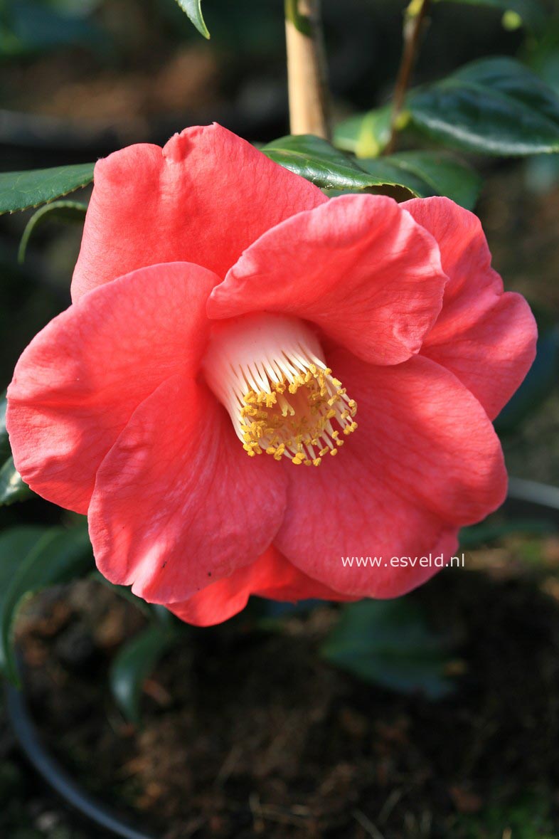 Camellia japonica 'Jupiter'