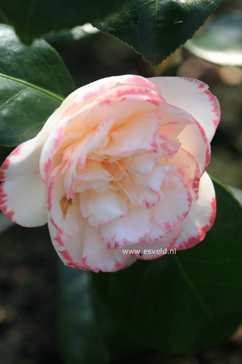 Camellia japonica 'Margaret Davis'