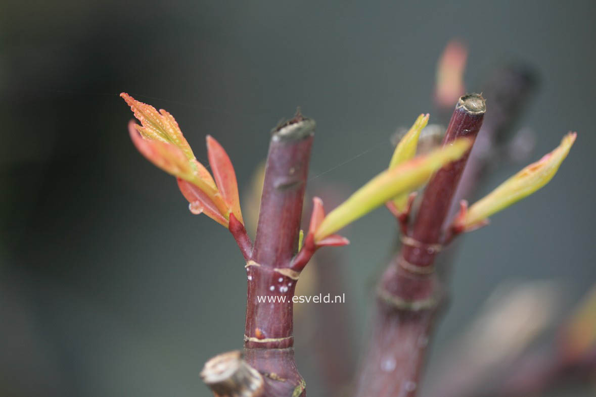 Acer pectinatum 'Sirene'