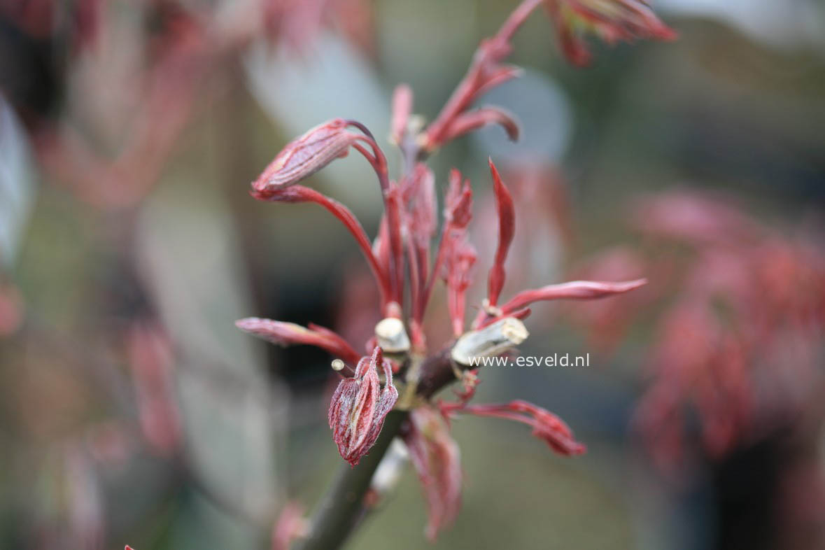 Acer palmatum 'Marjan'