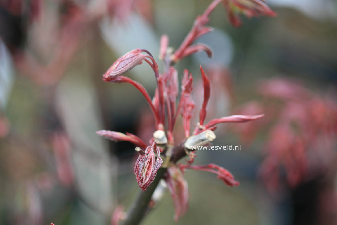 Acer palmatum 'Marjan'