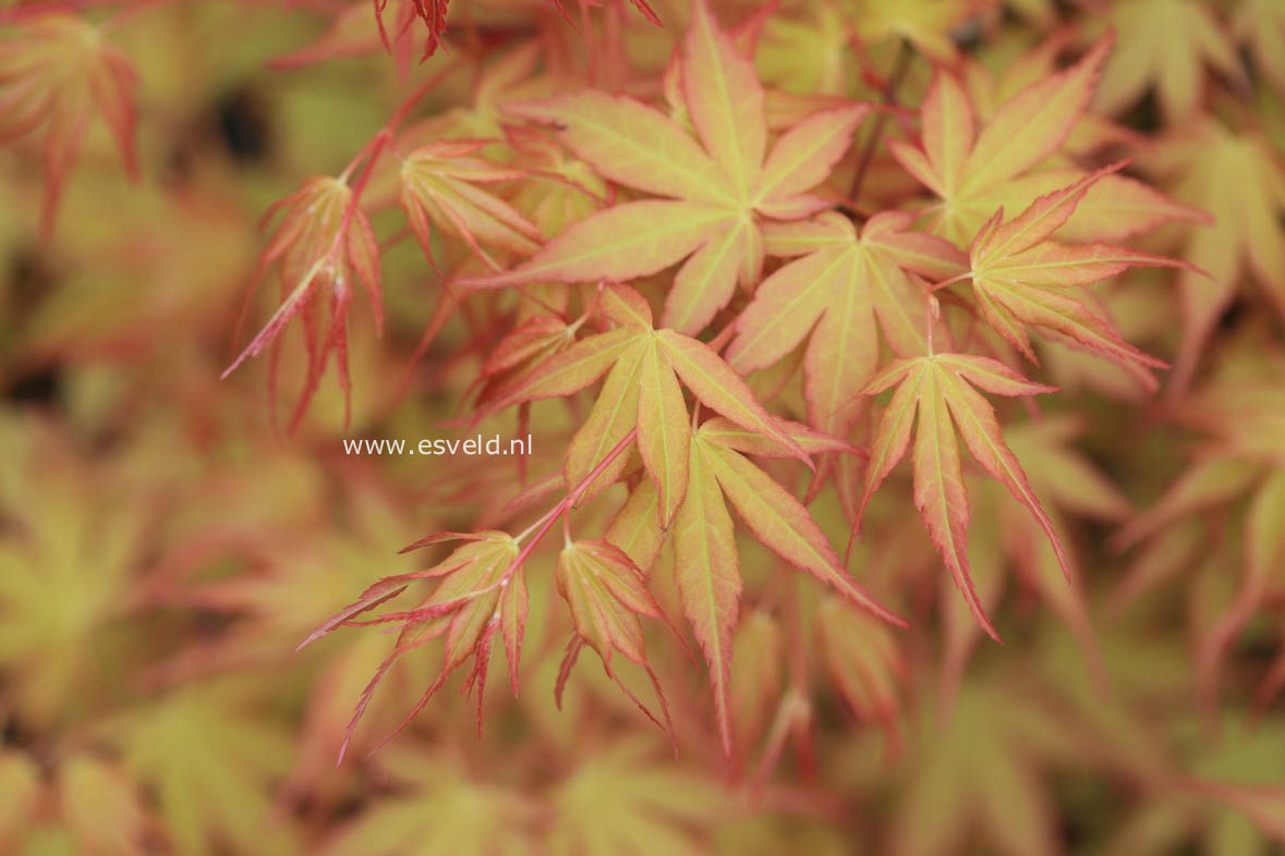 Acer palmatum 'Katsura'