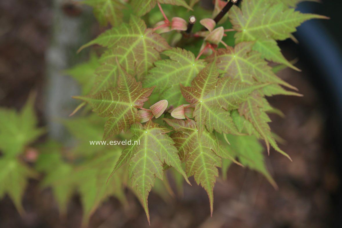 Acer tschonoskii