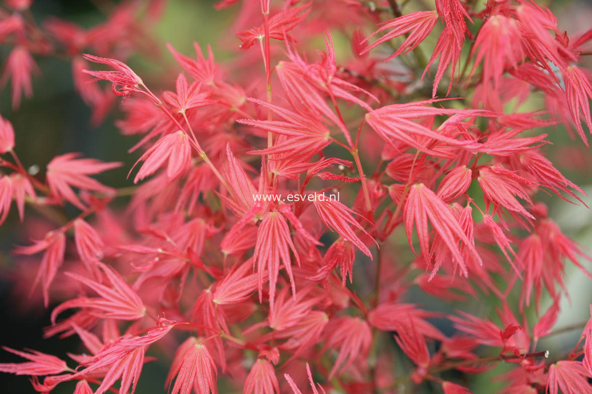 Acer palmatum 'Phoenix'