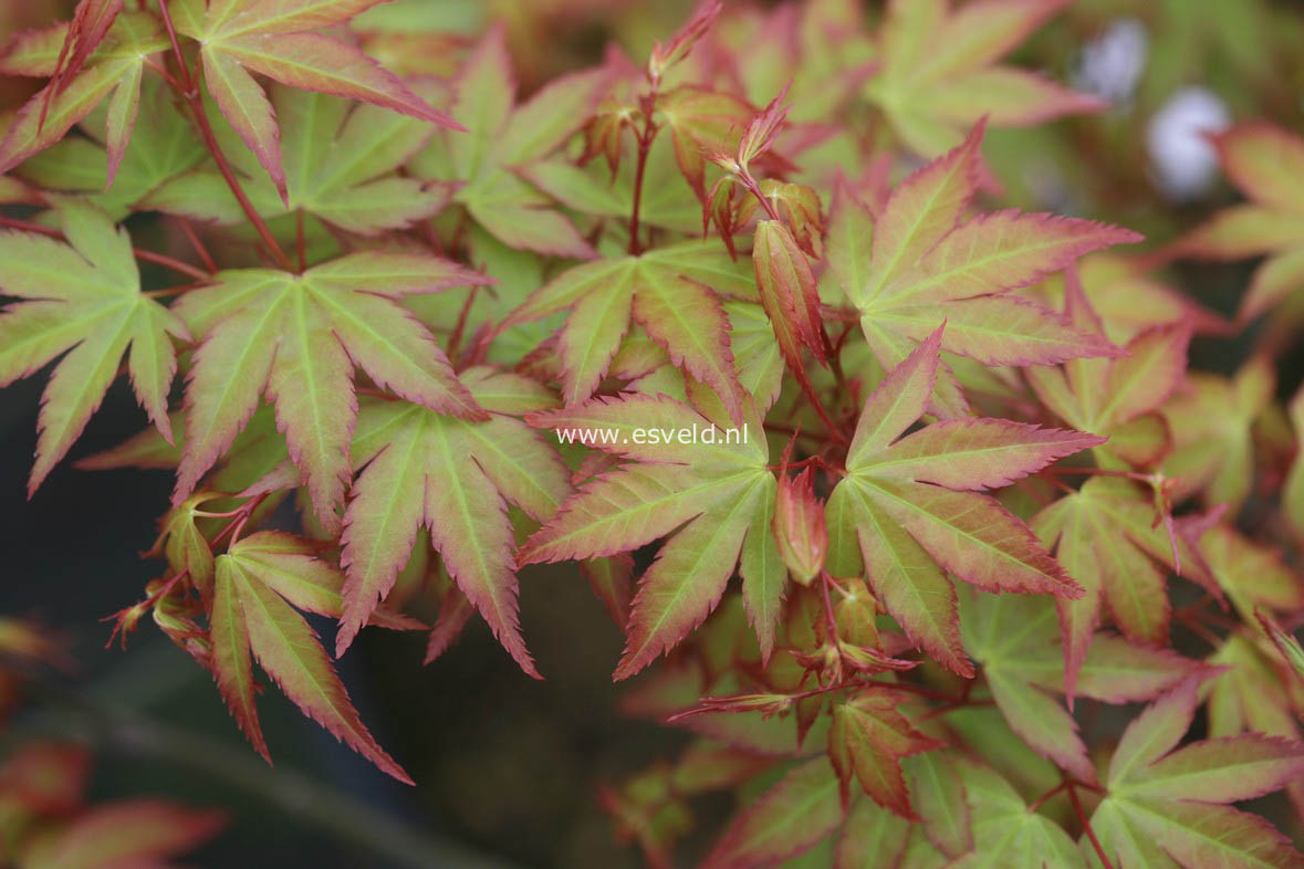 Acer palmatum 'Kiyo hime'