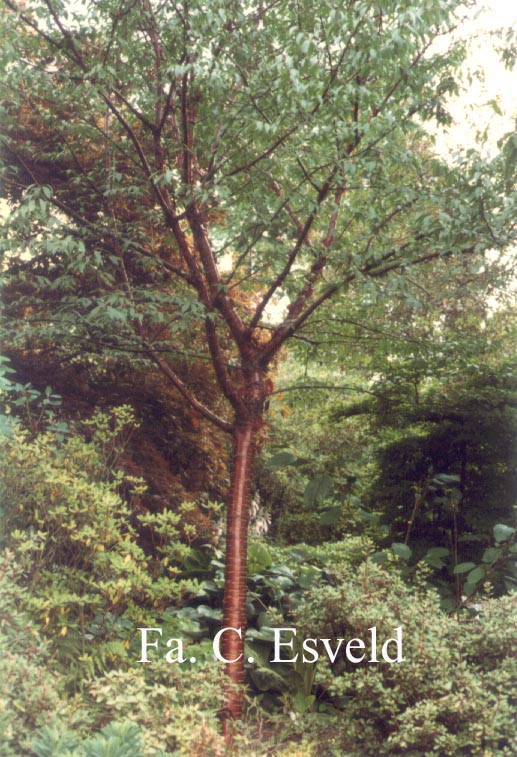 Prunus serrula