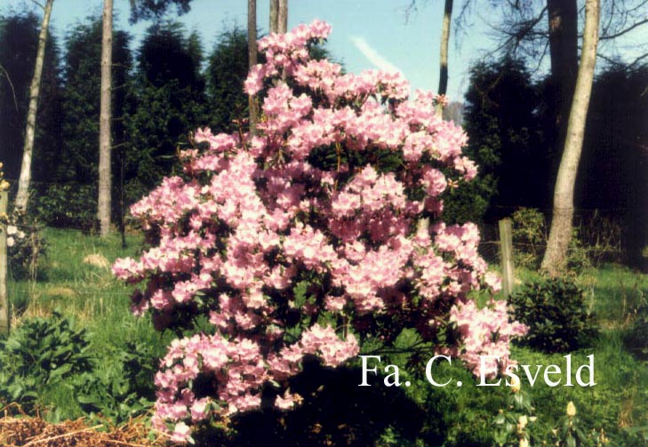 Rhododendron rubiginosum