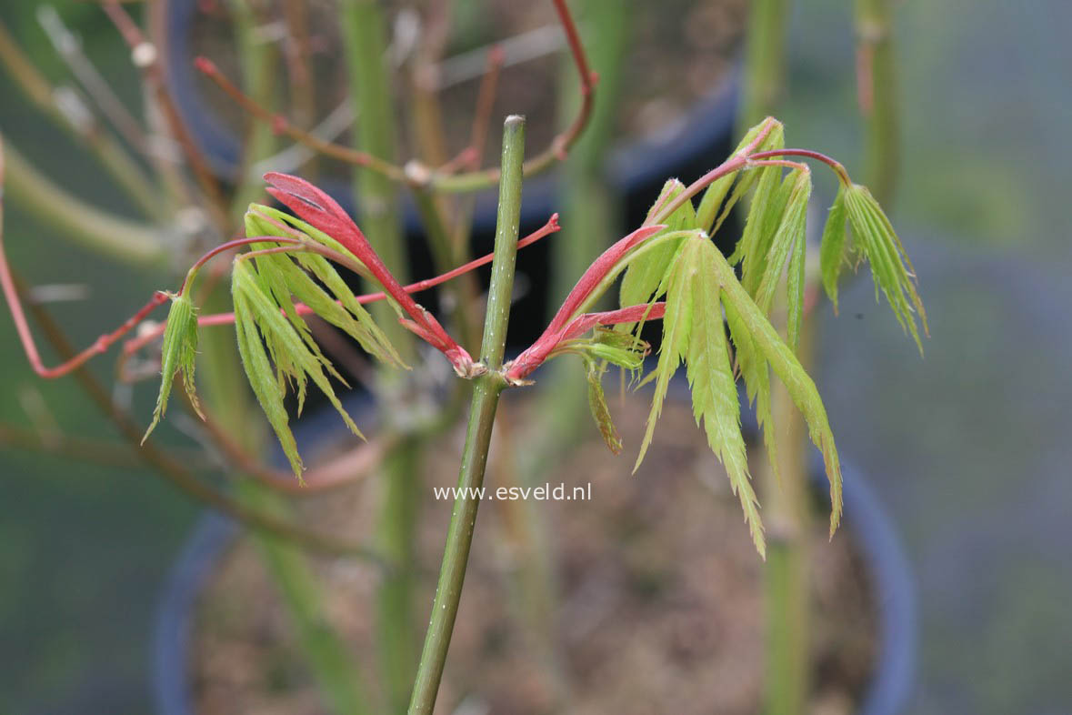 Acer palmatum 'Kenzan'